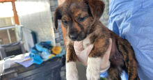 CHIARA, Hund, Mischlingshund in Italien - Bild 2