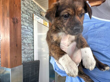 CHIARA, Hund, Mischlingshund in Italien - Bild 3