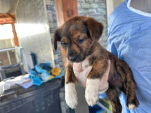 CHIARA, Hund, Mischlingshund in Italien - Bild 4