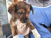 CHIARA, Hund, Mischlingshund in Italien - Bild 5