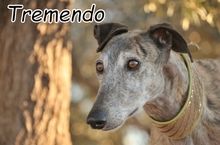 TREMENDO, Hund, Galgo Español in Spanien - Bild 1