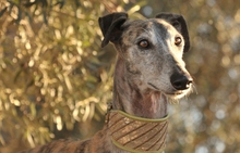 TREMENDO, Hund, Galgo Español in Spanien - Bild 2