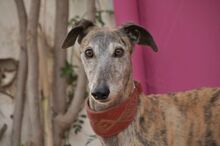 TREMENDO, Hund, Galgo Español in Spanien - Bild 3