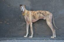 TREMENDO, Hund, Galgo Español in Spanien - Bild 5