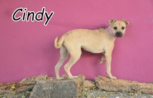 CINDY, Hund, Mischlingshund in Spanien - Bild 1