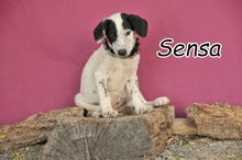 SENSA, Hund, Mischlingshund in Spanien