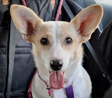FATIMA, Hund, Mischlingshund in Ortenberg - Bild 1