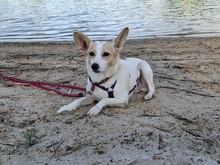 FATIMA, Hund, Mischlingshund in Ortenberg - Bild 10