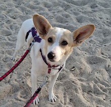 FATIMA, Hund, Mischlingshund in Ortenberg - Bild 12