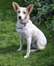 FATIMA, Hund, Mischlingshund in Ortenberg - Bild 13