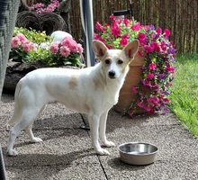 FATIMA, Hund, Mischlingshund in Ortenberg - Bild 2