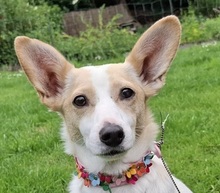 FATIMA, Hund, Mischlingshund in Ortenberg - Bild 3