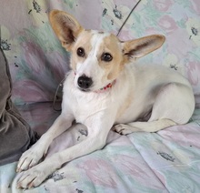 FATIMA, Hund, Mischlingshund in Ortenberg - Bild 4