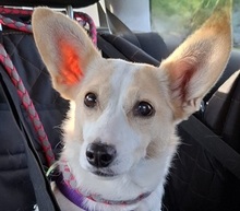 FATIMA, Hund, Mischlingshund in Ortenberg - Bild 5