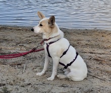 FATIMA, Hund, Mischlingshund in Ortenberg - Bild 7