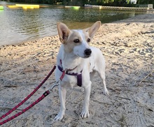 FATIMA, Hund, Mischlingshund in Ortenberg - Bild 8