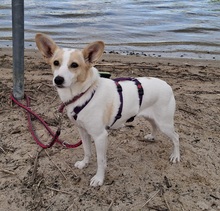 FATIMA, Hund, Mischlingshund in Ortenberg - Bild 9