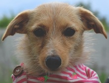 RACHELS267, Hund, Mischlingshund in Slowakische Republik - Bild 1