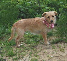 RACHELS267, Hund, Mischlingshund in Slowakische Republik - Bild 10