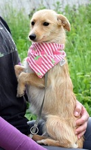 RACHELS267, Hund, Mischlingshund in Slowakische Republik - Bild 3