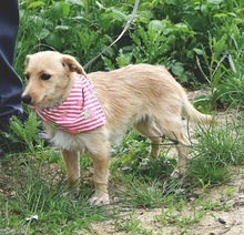 RACHELS267, Hund, Mischlingshund in Slowakische Republik - Bild 4