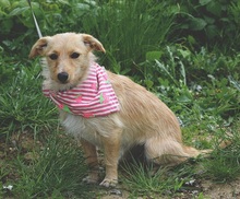 RACHELS267, Hund, Mischlingshund in Slowakische Republik - Bild 5
