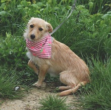 RACHELS267, Hund, Mischlingshund in Slowakische Republik - Bild 6