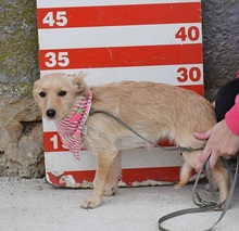 RACHELS267, Hund, Mischlingshund in Slowakische Republik - Bild 7