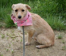 RACHELS267, Hund, Mischlingshund in Slowakische Republik - Bild 8