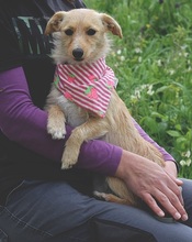 RACHELS267, Hund, Mischlingshund in Slowakische Republik - Bild 9