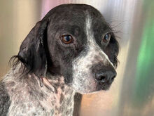CESARE, Hund, Mischlingshund in Italien - Bild 1