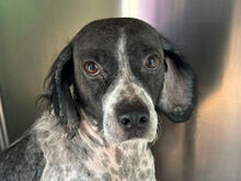CESARE, Hund, Mischlingshund in Italien - Bild 10