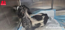 CESARE, Hund, Mischlingshund in Italien - Bild 11