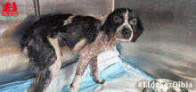 CESARE, Hund, Mischlingshund in Italien - Bild 12