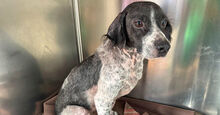 CESARE, Hund, Mischlingshund in Italien - Bild 2