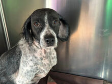 CESARE, Hund, Mischlingshund in Italien - Bild 3