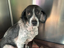CESARE, Hund, Mischlingshund in Italien - Bild 4