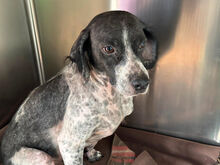 CESARE, Hund, Mischlingshund in Italien - Bild 6
