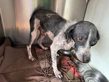 CESARE, Hund, Mischlingshund in Italien - Bild 7