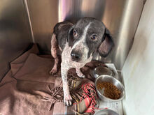 CESARE, Hund, Mischlingshund in Italien - Bild 8