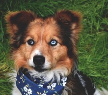 CONNORY161, Hund, Mischlingshund in Slowakische Republik - Bild 1