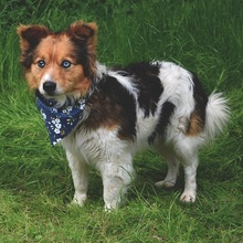 CONNORY161, Hund, Mischlingshund in Slowakische Republik - Bild 2
