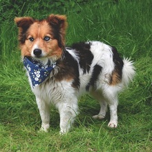 CONNORY161, Hund, Mischlingshund in Slowakische Republik - Bild 3