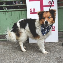 CONNORY161, Hund, Mischlingshund in Slowakische Republik - Bild 4