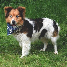 CONNORY161, Hund, Mischlingshund in Slowakische Republik - Bild 5