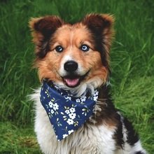 CONNORY161, Hund, Mischlingshund in Slowakische Republik - Bild 6