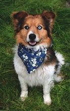 CONNORY161, Hund, Mischlingshund in Slowakische Republik - Bild 7