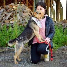 SEJLA, Hund, Mischlingshund in Slowakische Republik - Bild 10