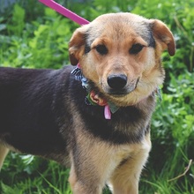 SEJLA, Hund, Mischlingshund in Slowakische Republik - Bild 2