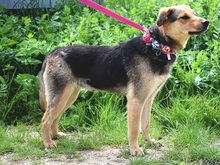 SEJLA, Hund, Mischlingshund in Slowakische Republik - Bild 3